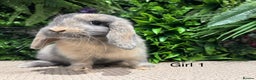 Mini Lop rabbits for sale: Mini lops ready to reserve  - Advert 2