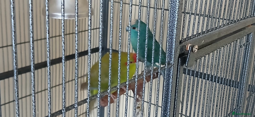 Parrots birds for sale: 2 kakariki parrots. 1 male 1 female - Image 8