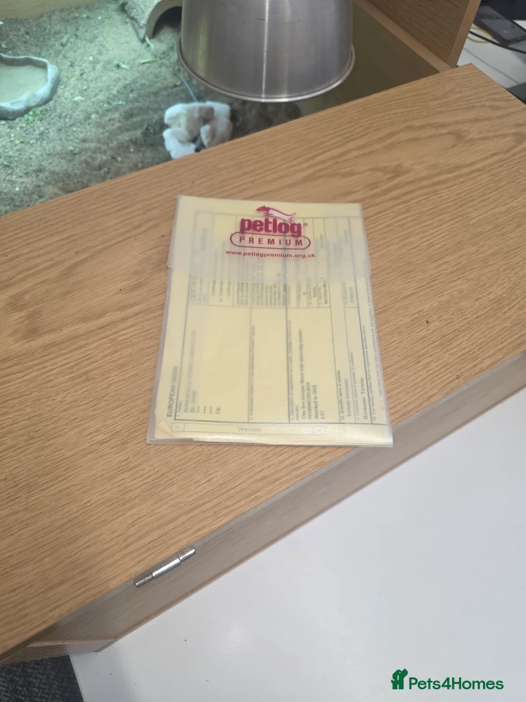 Hermann Tortoise reptiles for sale: Male and female Herman tortoise - Advert 5