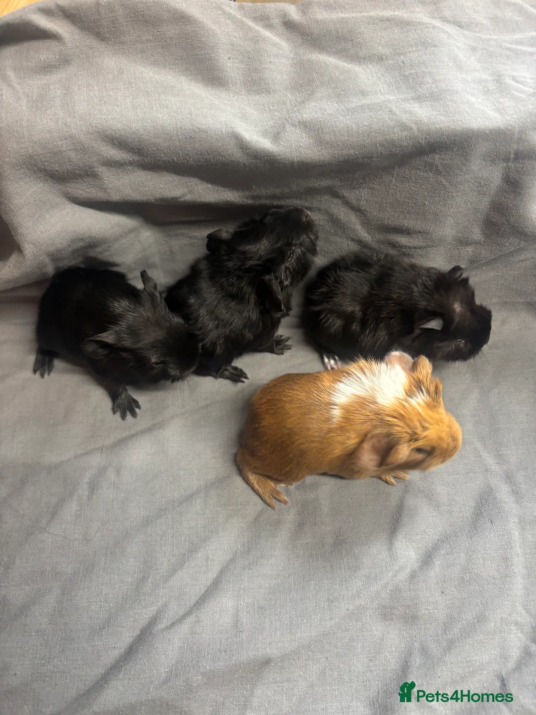 Guinea Pig rodents for sale: Girls ready now  - Advert 11