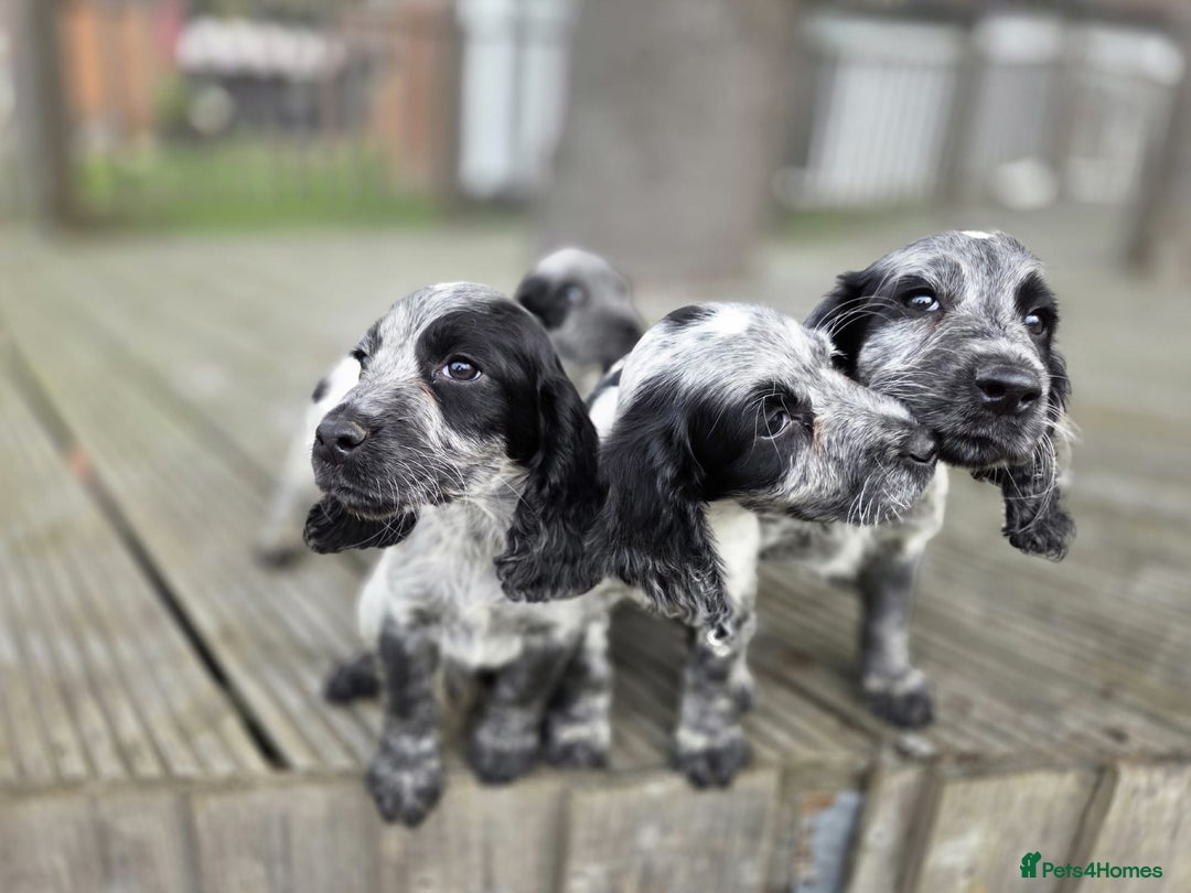 Cocker Spaniel dogs for sale: Cocker spaniel pups looking for there forever home - Image 10