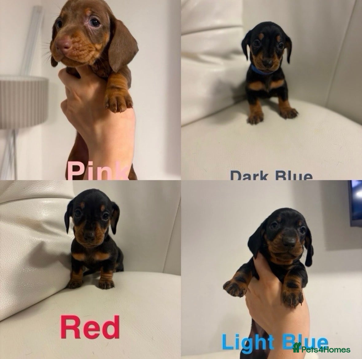 Dachshund dogs Stunning standard dachshund puppies  - Advert 2