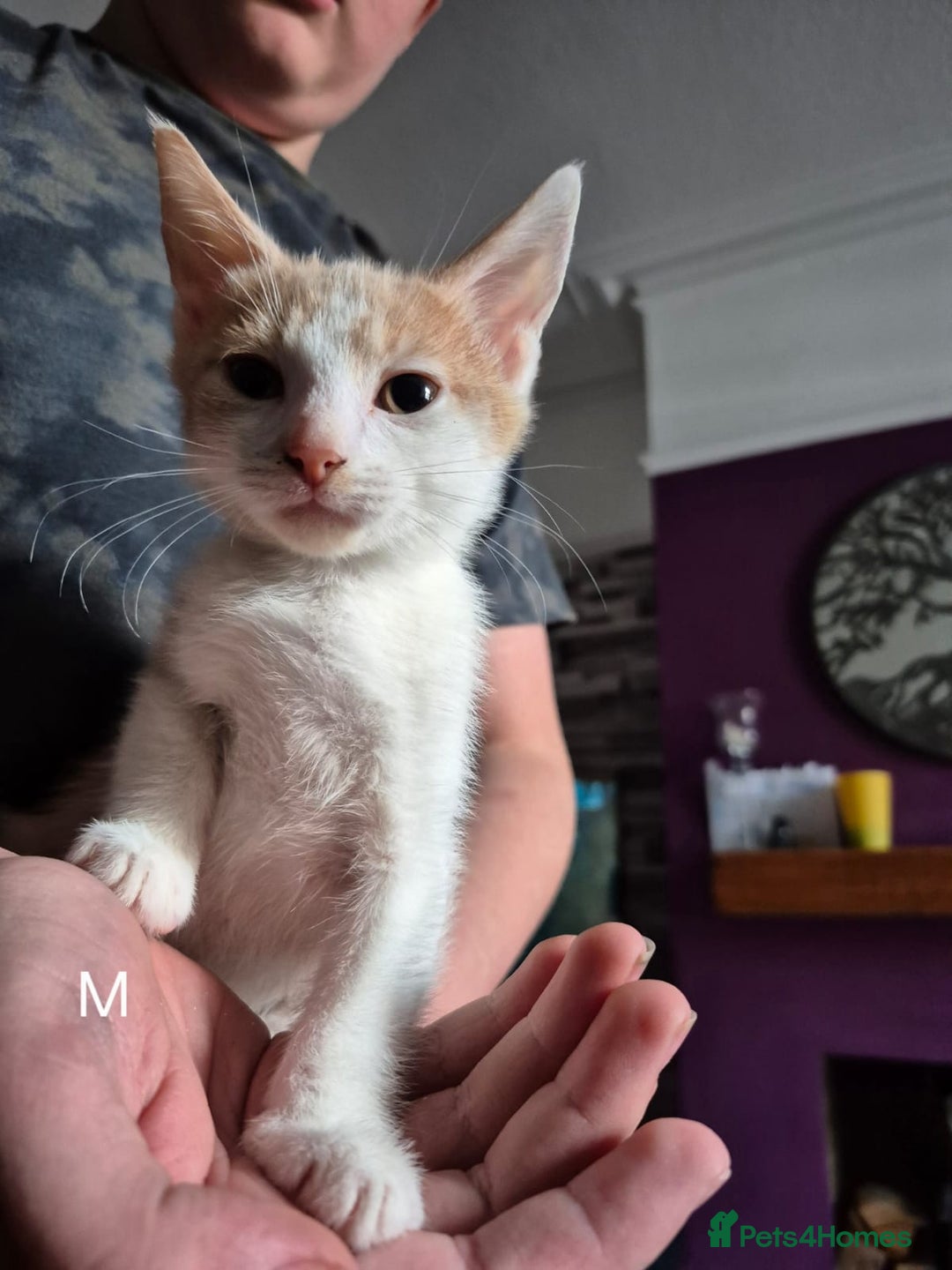 European cats for sale: Kittens for sale  - Image 5