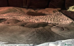 British Shorthair cats for sale: British Blue SH Kittens - Image 3
