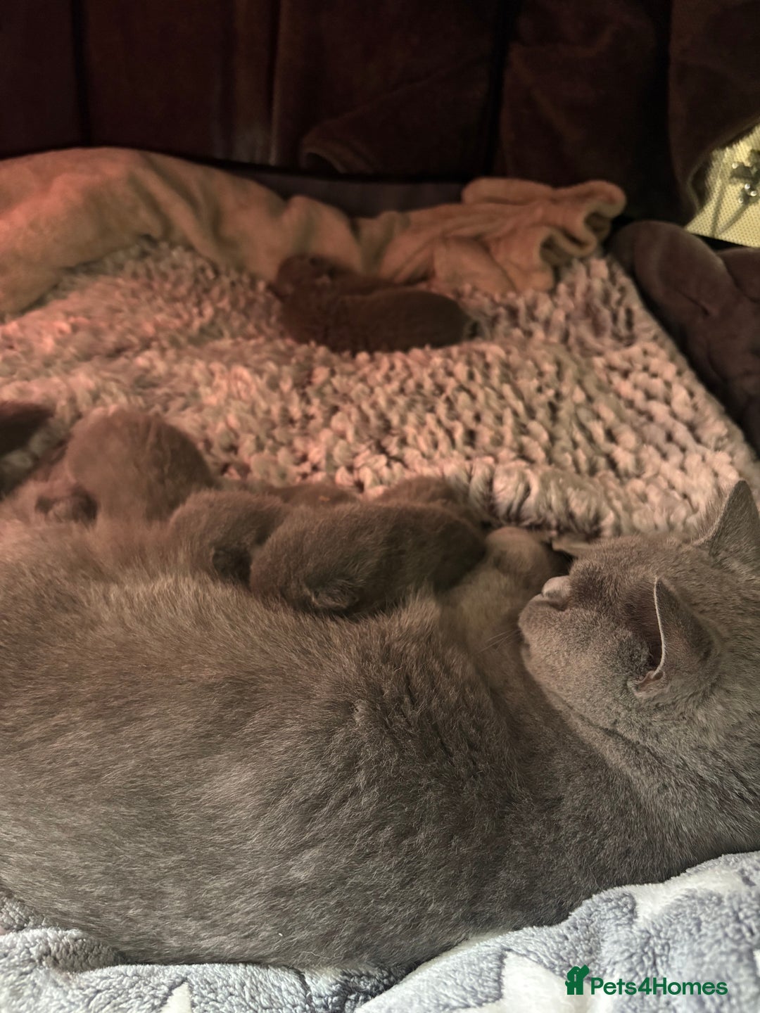 British Shorthair cats for sale: British Blue SH Kittens - Image 3