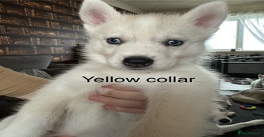 Siberian Husky dogs - Advert 10