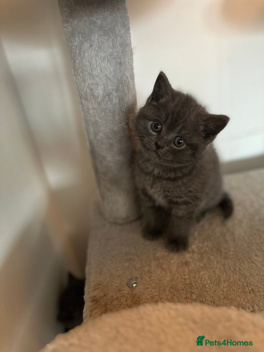 British Shorthair cats for sale: Last 2Stunning British Shorthair Kittens  - Advert 2