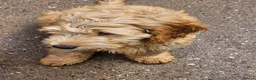 Cockapoo dogs for sale: Last Two Gorgeous Cockapoo Pups - Advert 3