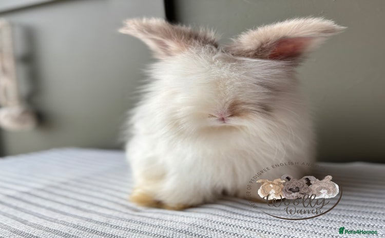 Angora rabbits Fully Vaccinated Pedigree Angoras Ready to Reserve - Advert 13