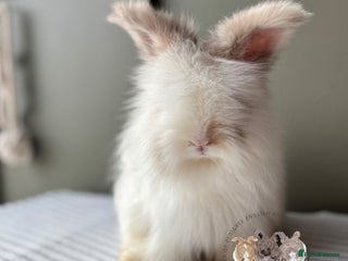 Angora rabbits Fully Vaccinated Pedigree Angoras Ready to Reserve - Advert 2