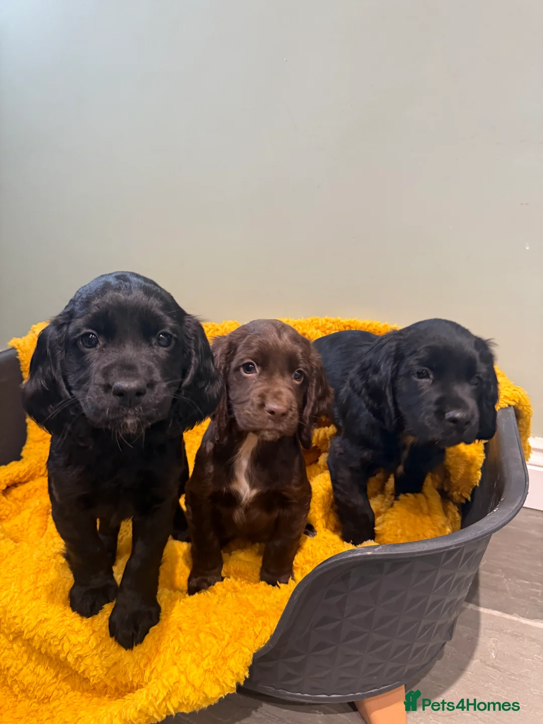 Sprocker dogs for sale: Stunning Sprocker puppies Cocker/Springer  - Advert 7