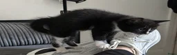 Mixed Breed cats for sale: Adorable kittens  - Advert 14