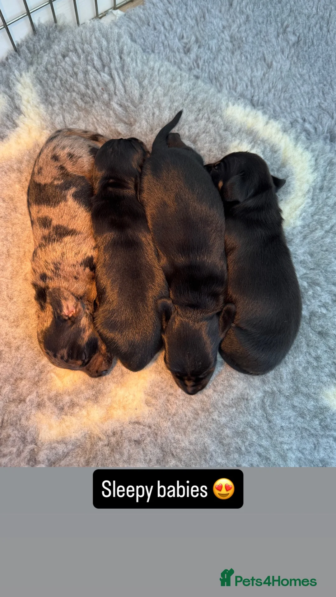 Miniature Dachshund dogs for sale: KC Miniature dachshunds (smooth haired) - Advert 2
