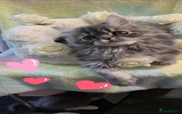 Persian cats for sale: 4 Persian Kittens - Image 7