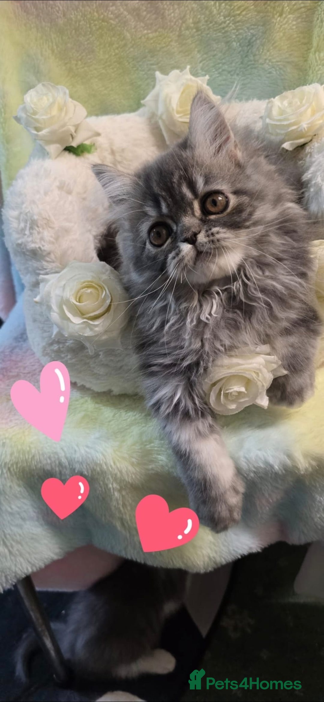 Persian cats for sale: 4 Persian Kittens - Image 7