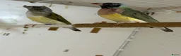 Finches birds for sale: Female Gouildian finches available young  - Advert 12