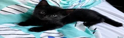 Mixed Breed cats for sale: Bonded Male Black & White Kittens  - Advert 2