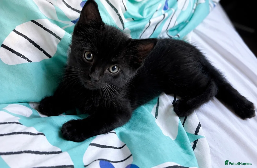 Mixed Breed cats for sale: Bonded Male Black & White Kittens  - Advert 2
