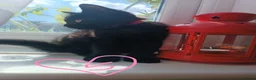British Longhair cats for sale: Fluffy & Shorthair British x Siberian Kittens - Advert 27