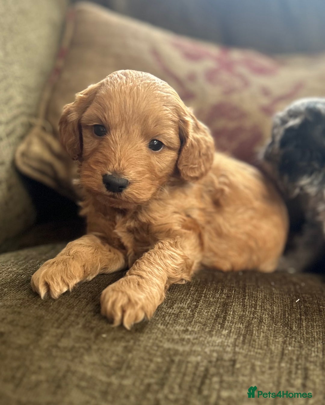 Cavapoo dogs for sale: Cavapoo puppies - Image 5