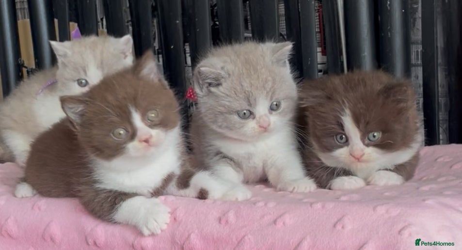 British Shorthair cats for sale: Beautiful BSH Champion line Kittens  - Advert 10
