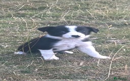 Border Collie dogs for sale: Border Collie Puppies - Image 3