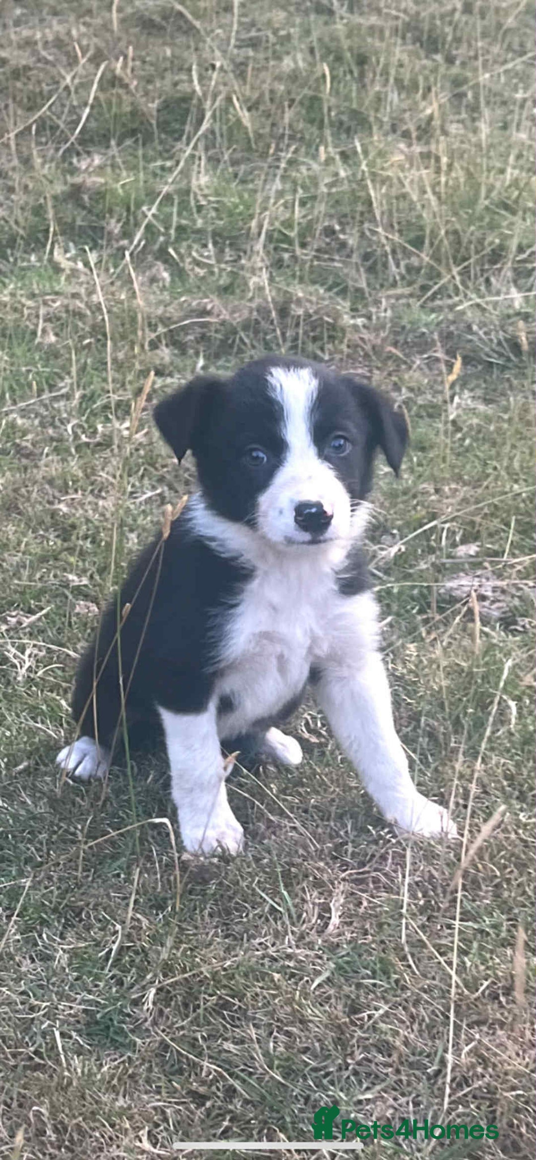 Border Collie dogs for sale: Border Collie Puppies - Image 3