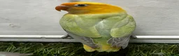 Lovebirds birds for sale: Beautiful mutation fisher opline lovebirds   - Advert 2