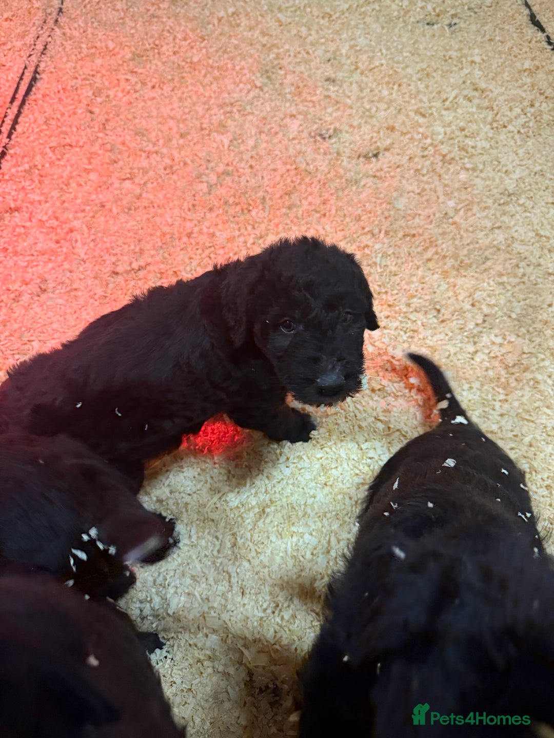 Mixed Breed dogs for sale: Bedlington x whippet Lurcher pups - Advert 3