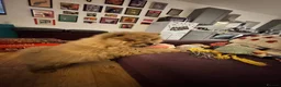 Chow Chow dogs for sale: KC Reg Red Chow Chow Boy in High Wycombe - Advert 9