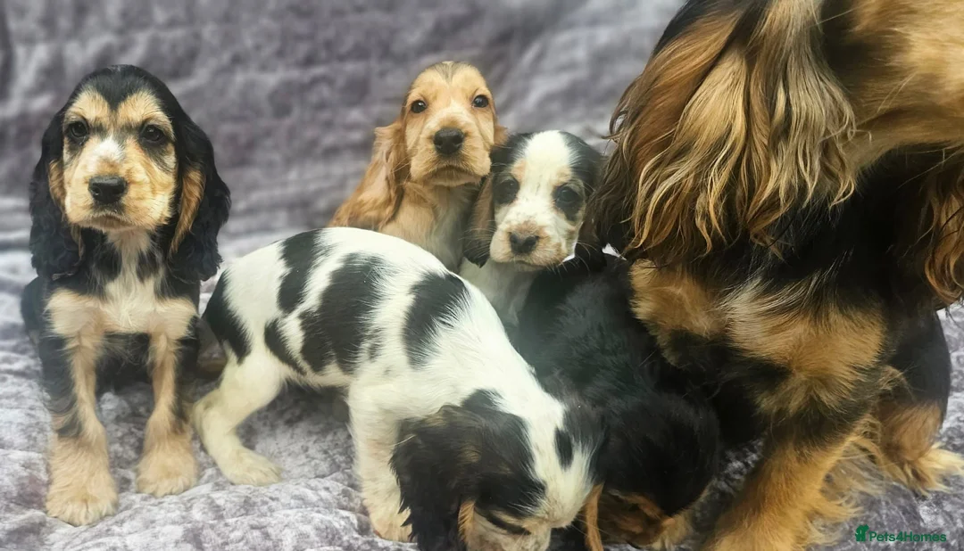 Cocker Spaniel dogs for sale: Show type cocker spaniel puppies stynning in Bolton - Advert 1