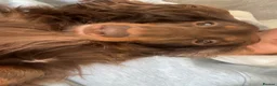 Miniature Dachshund dogs for sale: Long haired miniature dachshund puppy’s  - Advert 5