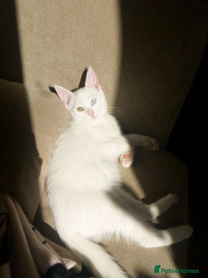 Khao Manee cats PURE WHITE KHAO MANEE WITH HETEROCHROMIA EYES - Advert 2