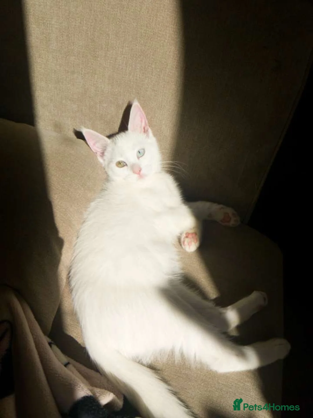 Khao Manee cats for stud: PURE WHITE KHAO MANEE WITH HETEROCHROMIA EYES - Advert 1