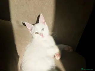 Khao Manee cats PURE WHITE KHAO MANEE WITH HETEROCHROMIA EYES - Advert 2