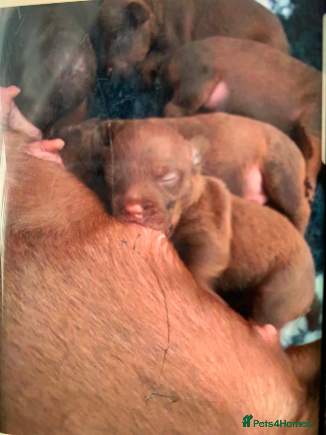 Patterdale Terrier dogs for sale: Beautiful chocolate patterdale terriers  - Image 7