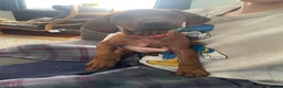Rhodesian Ridgeback dogs for sale: 3 beautiful Rhodesian Ridgeback girls  - Advert 8