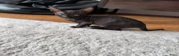 Cornish Rex cats for sale: Beautiful Cornish Rex’s ready for their new homes - Advert 27