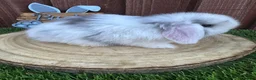 Mini Lop rabbits for sale: 🥰😍Stunning purebred mini lops ready to reserve  - Advert 23