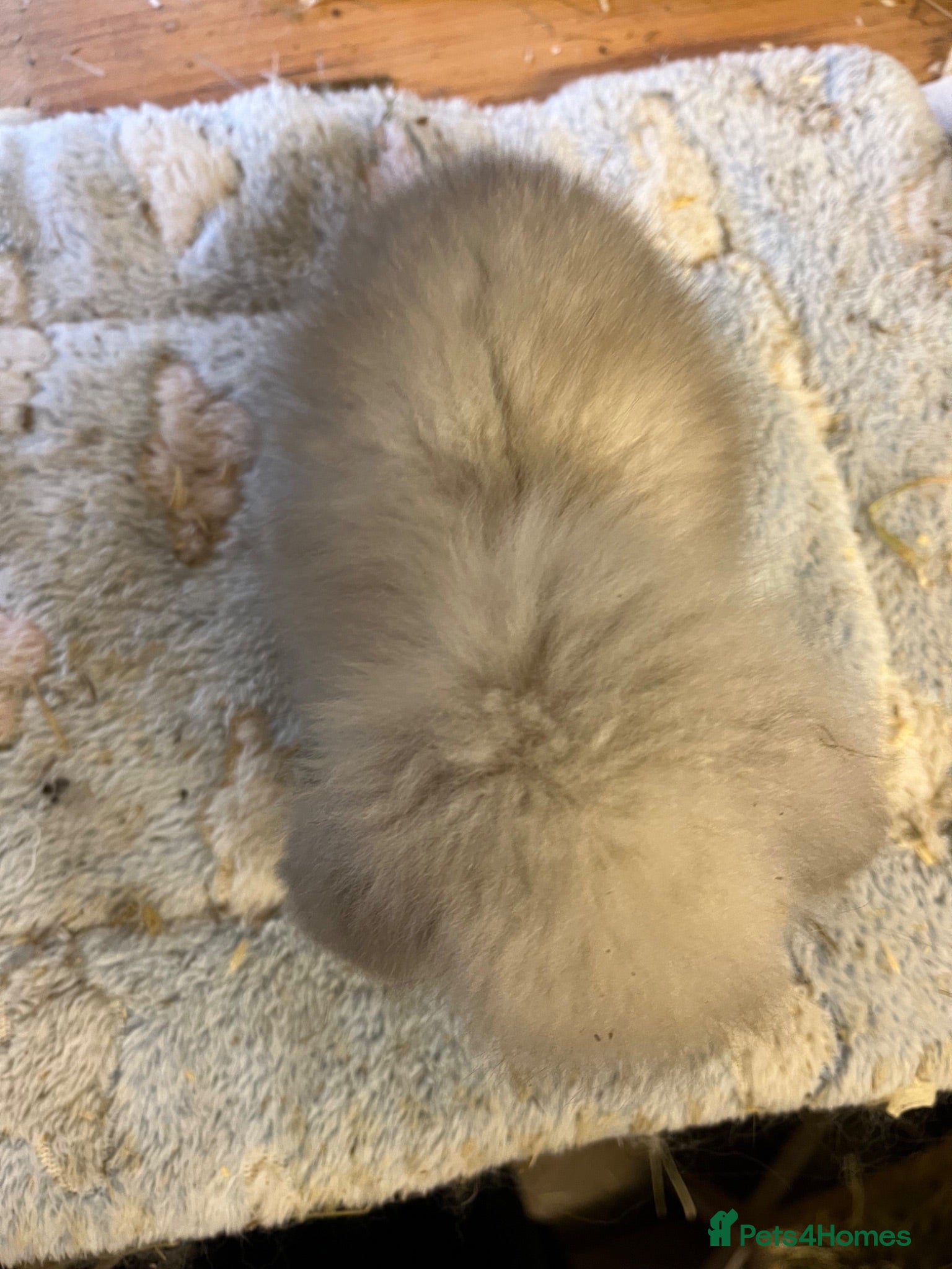 Mini Lion Lop rabbits Pure mini lion lops from show stock  - Advert 2
