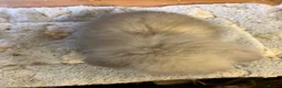 Mini Lion Lop rabbits for sale: Pure mini lion lops from show stock  - Advert 2