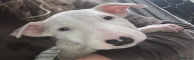 English Bull Terrier 1 boy