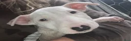 English Bull Terrier dogs for sale: 3 x KC English Bull Terriers Left  - Advert 19