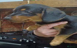 Dachshund dogs for sale: Dachshunds..Traditional Black and tan Puppies - Advert 3