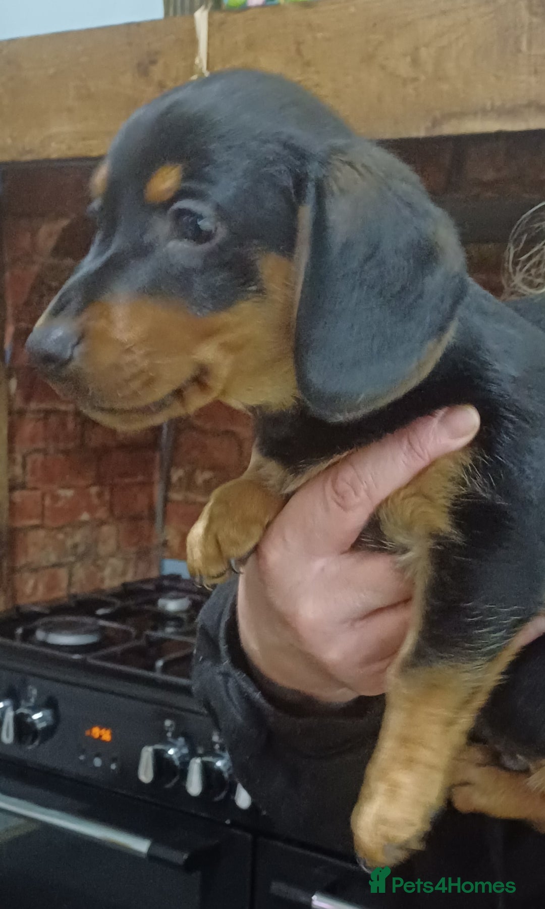 Dachshund dogs for sale: Dachshunds..Traditional Black and tan Puppies - Advert 3