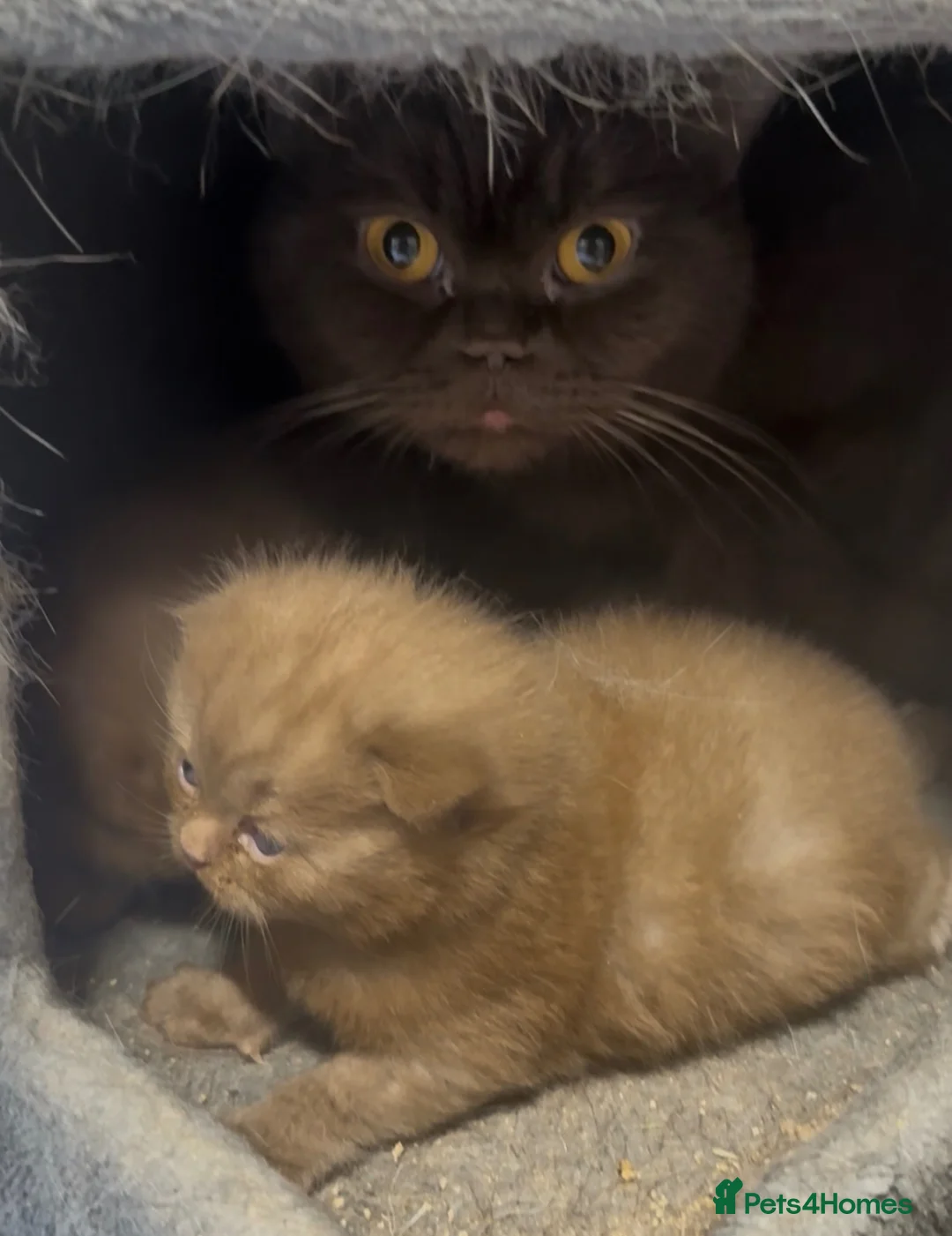 British Longhair cats for sale: Beautiful chunky cinnamon kittens looking newhome  - Advert 2