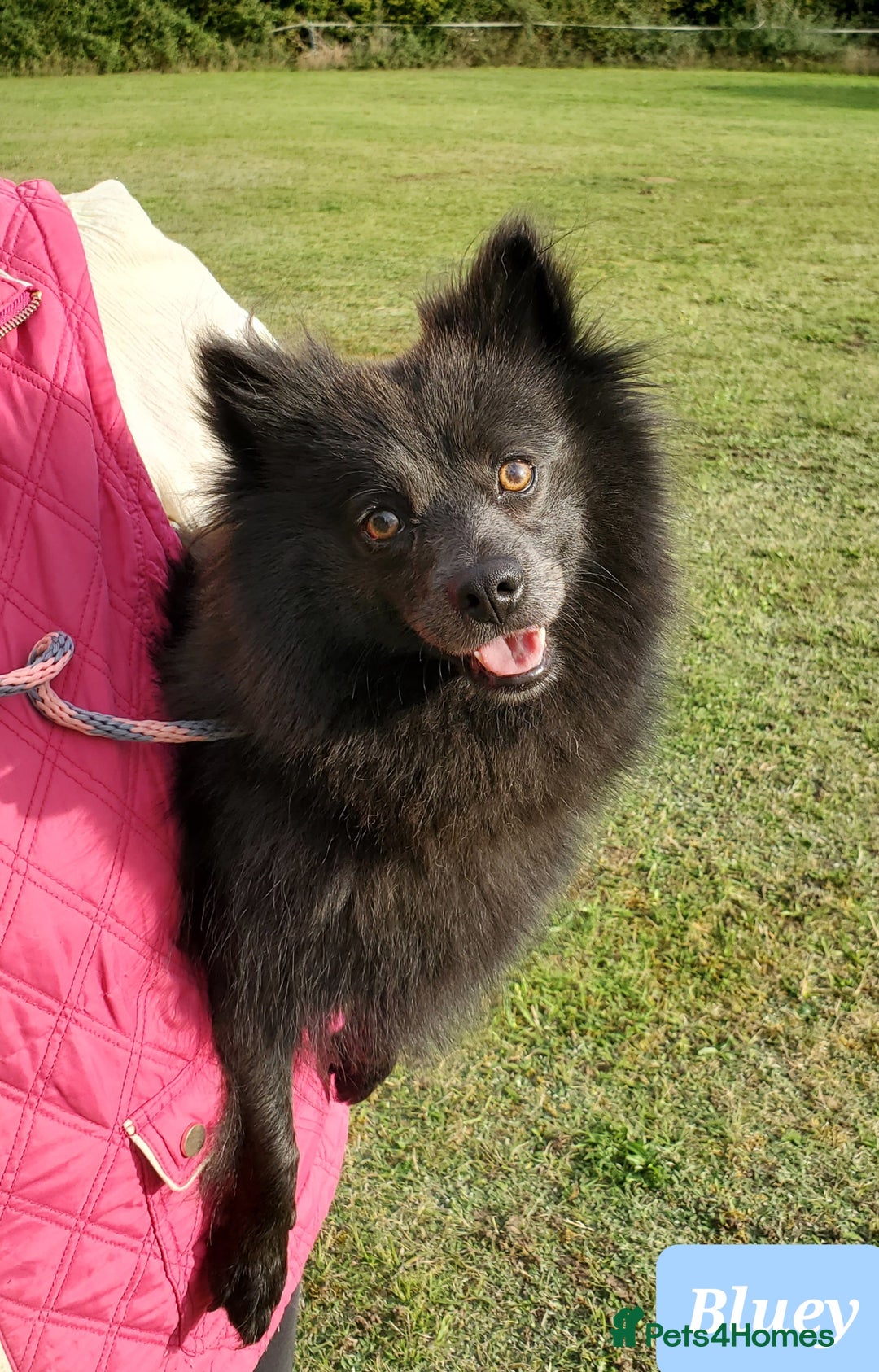 German Spitz dogs for sale: Bluey & Bingo looking for Loving Homes.  - Advert 28