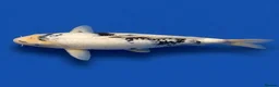 Koi Carp fish for sale: Japanese Koi - Top Quality - Advert 2