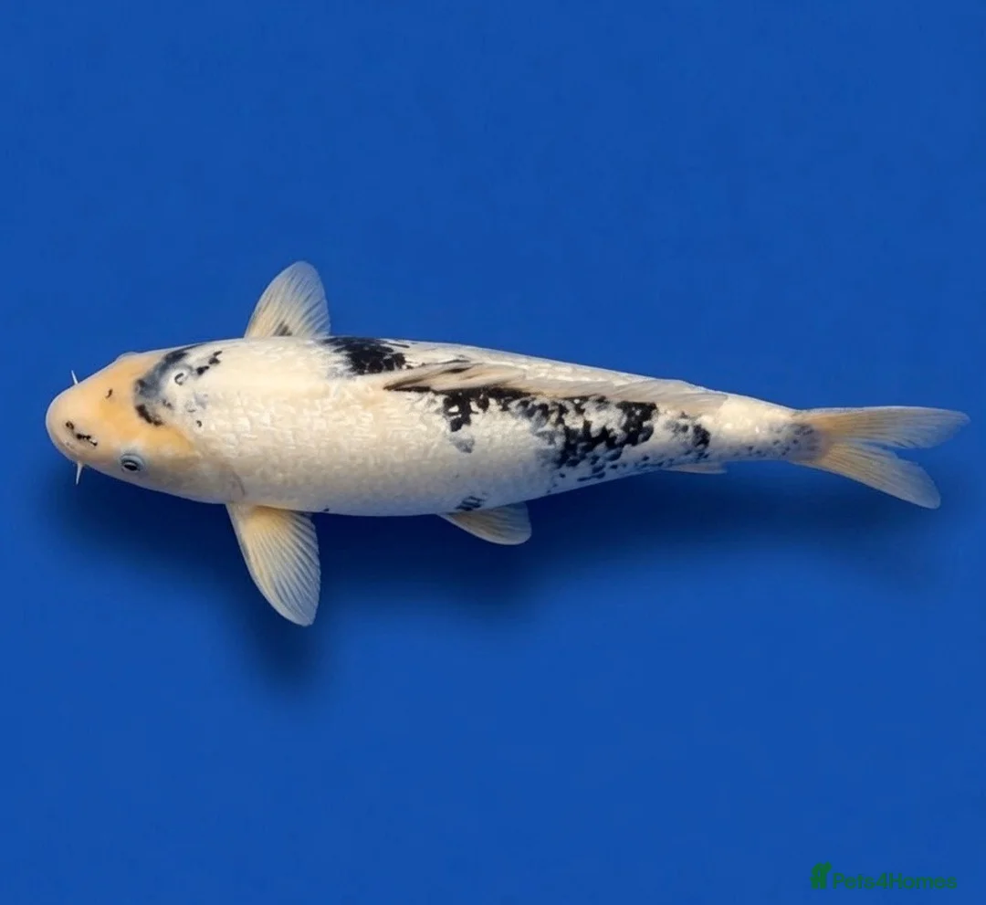 Koi Carp fish for sale: Japanese Koi - Top Quality - Advert 2