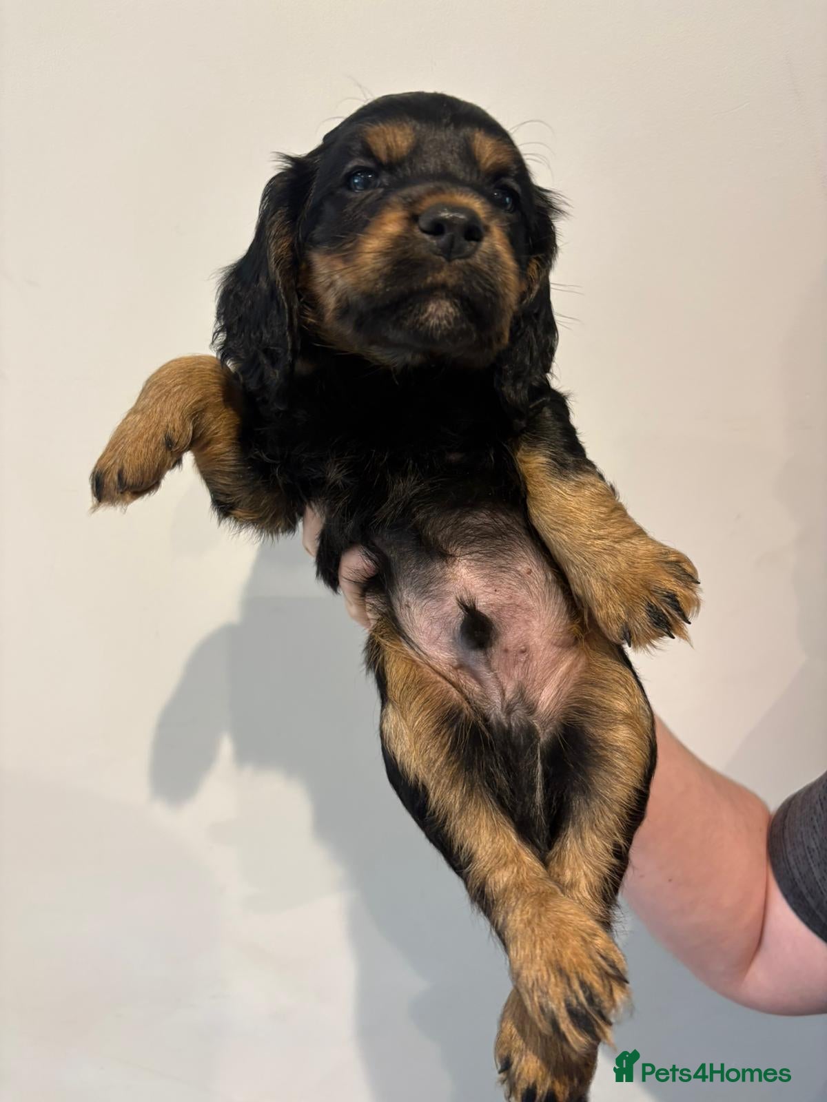 Cocker Spaniel dogs Stunning working cocker spaniels 2 boys left  - Advert 3